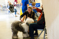 Old English Sheepdog Rings 2
