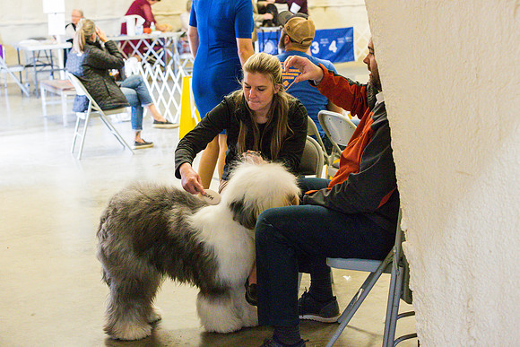 Old English Sheepdog Rings 2_JJL_0781_Fayetteville2024_HR3