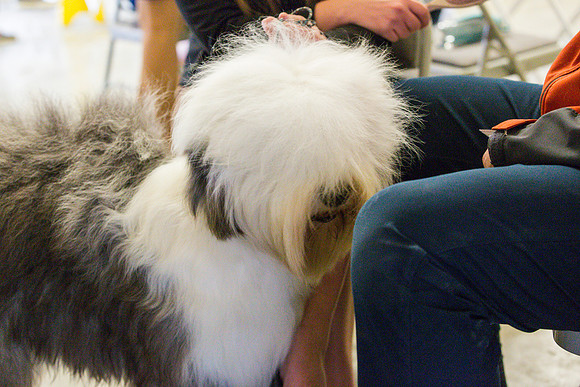 Old English Sheepdog Rings 2_JJL_0783_Fayetteville2024_HR3