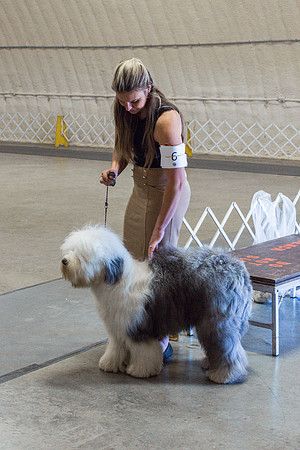 Old English Sheepdog Rings 2_JJL_0784_Fayetteville2024_HR3