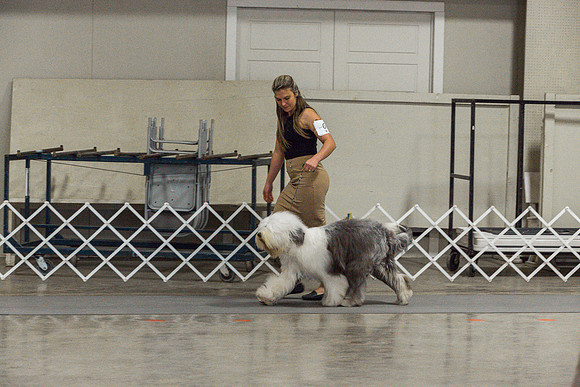 Old English Sheepdog Rings 2_JJL_0790_Fayetteville2024_HR3