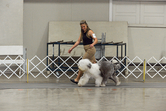 Old English Sheepdog Rings 2_JJL_0793_Fayetteville2024_HR3
