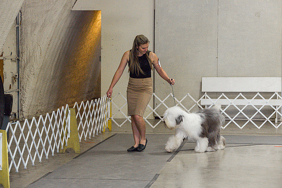 Old English Sheepdog Rings 2_JJL_0802_Fayetteville2024_HR3