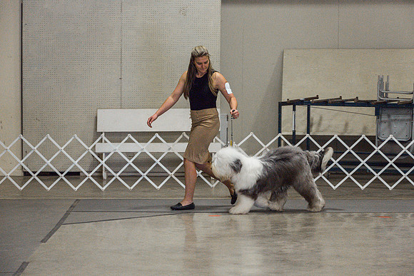 Old English Sheepdog Rings 2_JJL_0798_Fayetteville2024_HR3