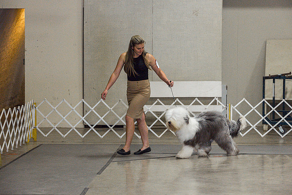 Old English Sheepdog Rings 2_JJL_0801_Fayetteville2024_HR3
