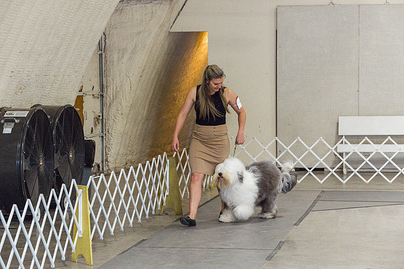 Old English Sheepdog Rings 2_JJL_0803_Fayetteville2024_HR3