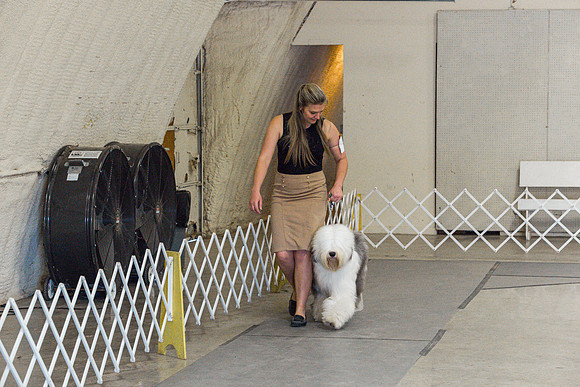 Old English Sheepdog Rings 2_JJL_0804_Fayetteville2024_HR3