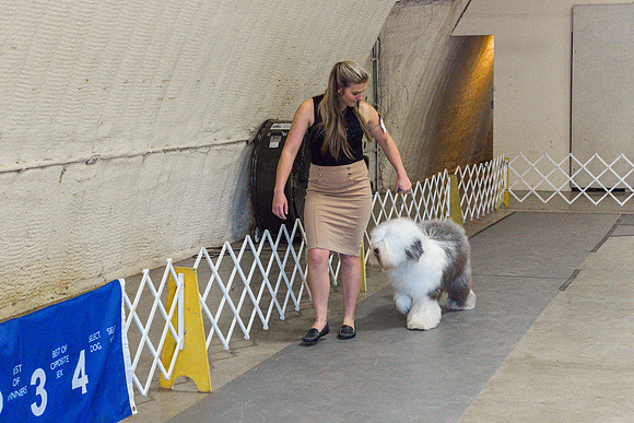 Old English Sheepdog Rings 2_JJL_0806_Fayetteville2024_HR3