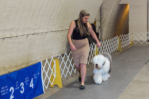 Old English Sheepdog Rings 2_JJL_0807_Fayetteville2024_HR3