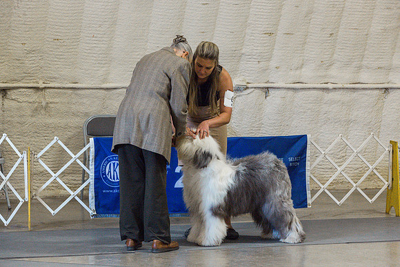 Old English Sheepdog Rings 2_JJL_0809_Fayetteville2024_HR3