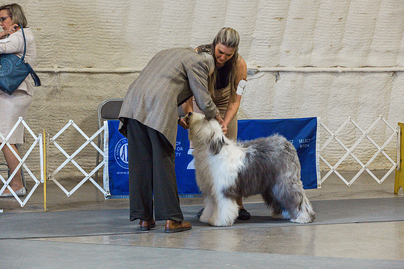 Old English Sheepdog Rings 2_JJL_0810_Fayetteville2024_HR3