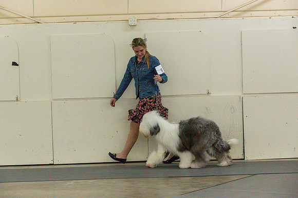 Old English Sheepdog Rings 3_JJL_0668_Fayetteville2024_HR3