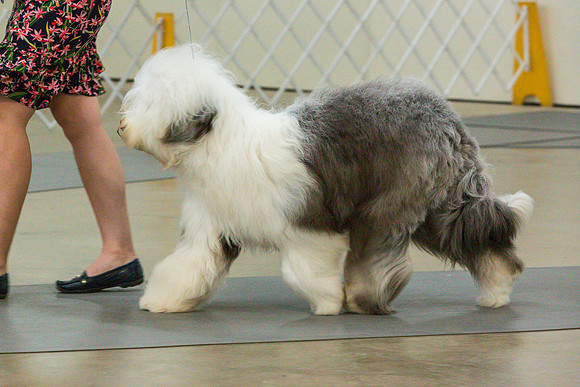 Old English Sheepdog Rings 3_JJL_0689_Fayetteville2024_HR3