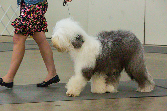 Old English Sheepdog Rings 3_JJL_0684_Fayetteville2024_HR3