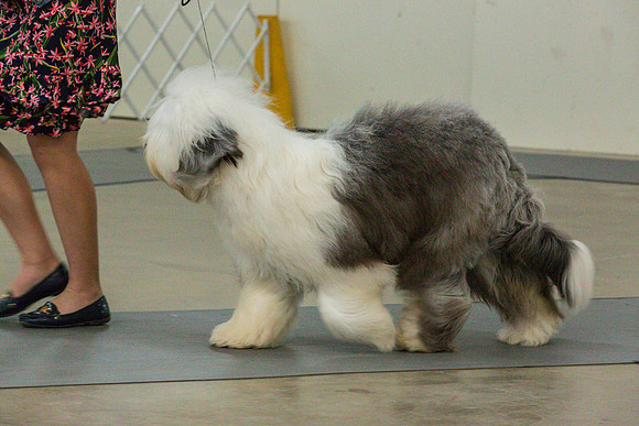 Old English Sheepdog Rings 3_JJL_0686_Fayetteville2024_HR3