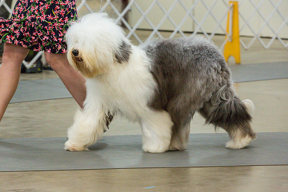 Old English Sheepdog Rings 3_JJL_0692_Fayetteville2024_HR3