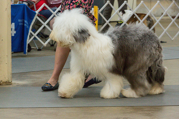 Old English Sheepdog Rings 3_JJL_0695_Fayetteville2024_HR3