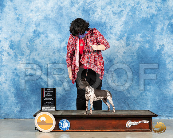 American Hairless Terrier #16 Sun BOS Judge Carolyn Herbel_MMJ_1164_Mdlnd21_HR3