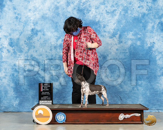 American Hairless Terrier #16 Sun BOS Judge Carolyn Herbel_MMJ_1165_Mdlnd21_HR3