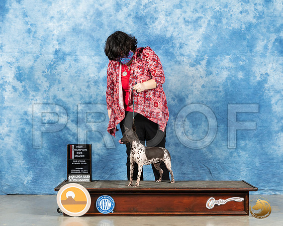 American Hairless Terrier #16 Sun BOS Judge Carolyn Herbel_MMJ_1167_Mdlnd21_HR3