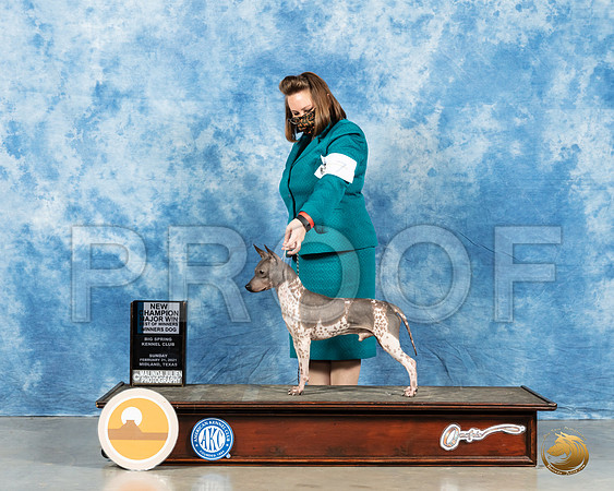 American Hairless Terrier #7 Sun BOW Judge Carolyn Herbel_MMJ_1964_Mdlnd21_HR3