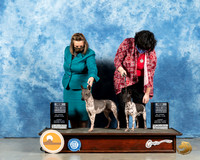American Hairless Terriers #7 & #16 Sun WB BOS Judge Carolyn Herbel