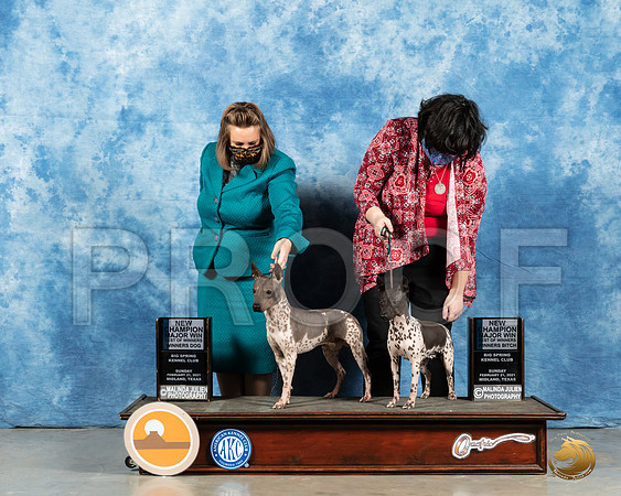 American Hairless Terriers #7 & #16 Sun WB BOS Judge Carolyn Herbel_MMJ_1139_Mdlnd21_HR3