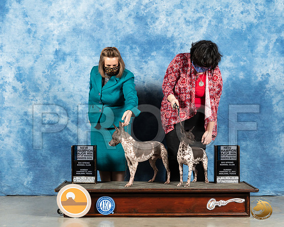 American Hairless Terriers #7 & #16 Sun WB BOS Judge Carolyn Herbel_MMJ_1141_Mdlnd21_HR3