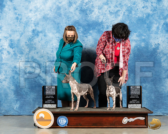 American Hairless Terriers #7 & #16 Sun WB BOS Judge Carolyn Herbel_MMJ_1143_Mdlnd21_HR3