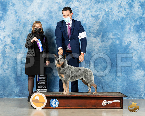 Australian Cattle Dog #17 Sun BOW Judge Jane Meyers_MMJ_1976_Mdlnd21_HR3