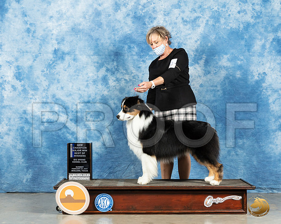 Australian Shepherd #49 Sun BOW Judge Jane Myers_MMJ_1201_Mdlnd21_HR3