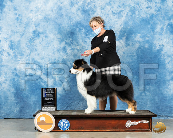 Australian Shepherd #49 Sun BOW Judge Jane Myers_MMJ_1202_Mdlnd21_HR3