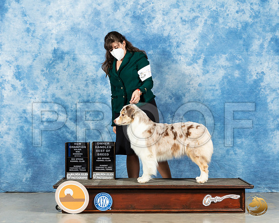 Australian Shepherd #74 Sun WB Judge Jane Meyers_MMJ_1189_Mdlnd21_HR3