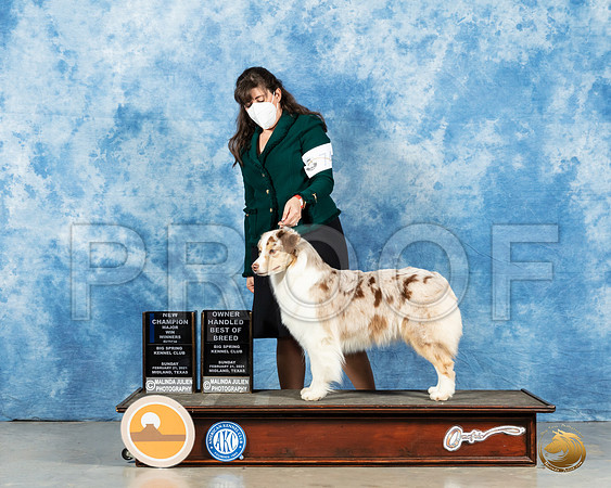 Australian Shepherd #74 Sun WB Judge Jane Meyers_MMJ_1190_Mdlnd21_HR3