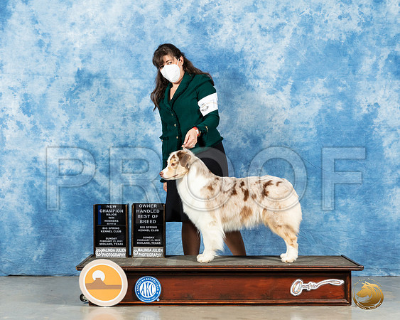Australian Shepherd #74 Sun WB Judge Jane Meyers_MMJ_1193_Mdlnd21_HR3