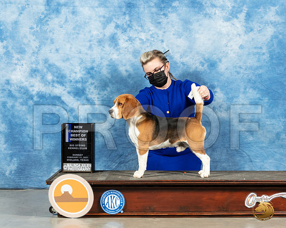 Beagle 15 #15 Sun BOB Judge Kimberly Meredith_MMJ_1219_Mdlnd21_HR3