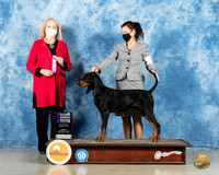 Black and Tan Coonhound #8 Sun WB Judge Kimberly Meredith