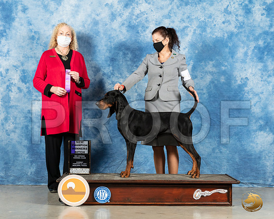 Black and Tan Coonhound #8 Sun WB Judge Kimberly Meredith_MMJ_1981_Mdlnd21_HR3