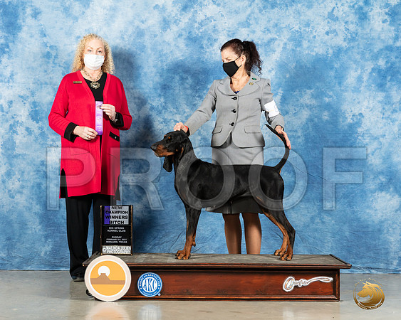 Black and Tan Coonhound #8 Sun WB Judge Kimberly Meredith_MMJ_1982_Mdlnd21_HR3