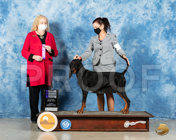 Black and Tan Coonhound #8 Sun WB Judge Kimberly Meredith_MMJ_1984_Mdlnd21_HR3