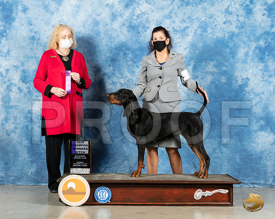 Black and Tan Coonhound #8 Sun WB Judge Kimberly Meredith_MMJ_1985_Mdlnd21_HR3