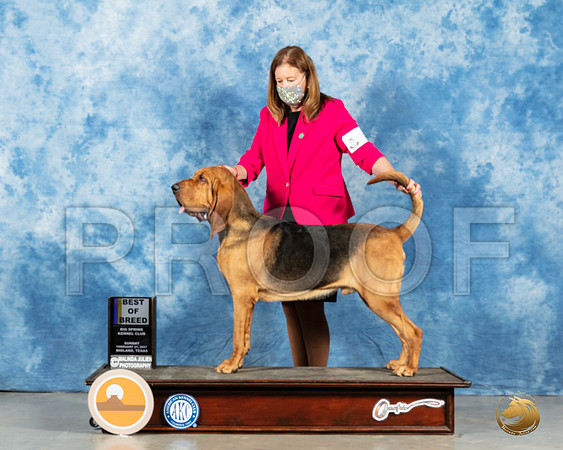 Bloodhound #5 Sun BOB Judge Kimberly Meredith_MMJ_2051_Mdlnd21_HR3
