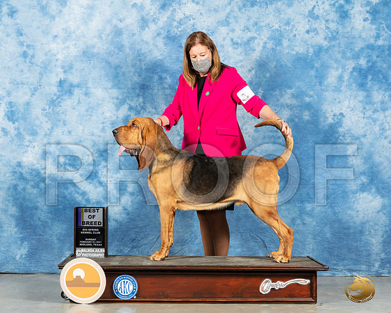 Bloodhound #5 Sun BOB Judge Kimberly Meredith_MMJ_2052_Mdlnd21_HR3