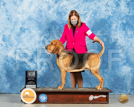 Bloodhound #5 Sun BOB Judge Kimberly Meredith_MMJ_2053_Mdlnd21_HR3