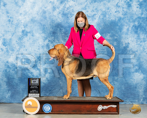 Bloodhound #5 Sun BOB Judge Kimberly Meredith_MMJ_2054_Mdlnd21_HR3