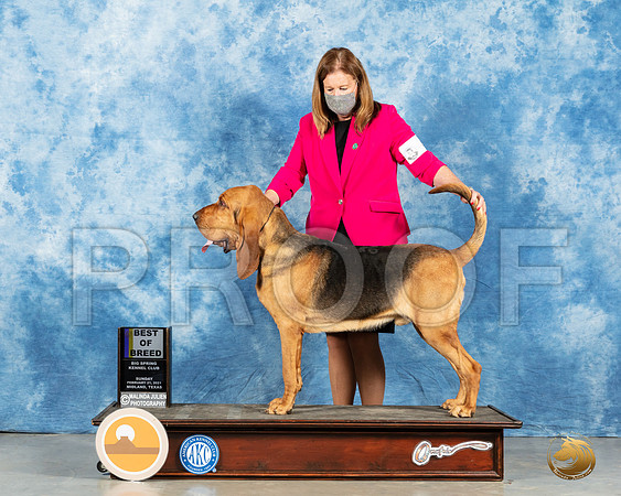 Bloodhound #5 Sun BOB Judge Kimberly Meredith_MMJ_2055_Mdlnd21_HR3