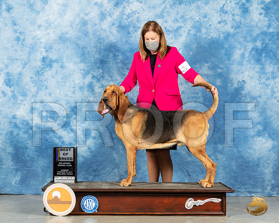 Bloodhound #5 Sun BOB Judge Kimberly Meredith_MMJ_2056_Mdlnd21_HR3