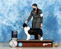 Border Collie #20 Sun WB Judge Judith Brown