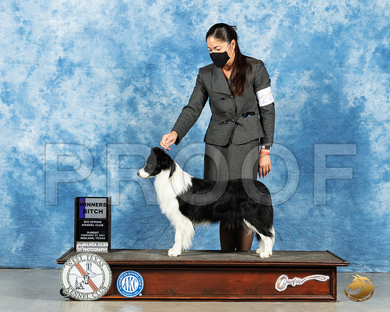 Border Collie #20 Sun WB Judge Judith Brown_MMJ_1799_Mdlnd21_HR3