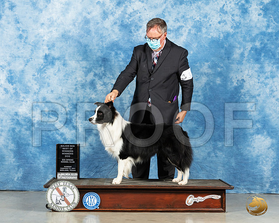 Border Collie #33 Sun BOW Judge Judith Brown_MMJ_1806_Mdlnd21_HR3